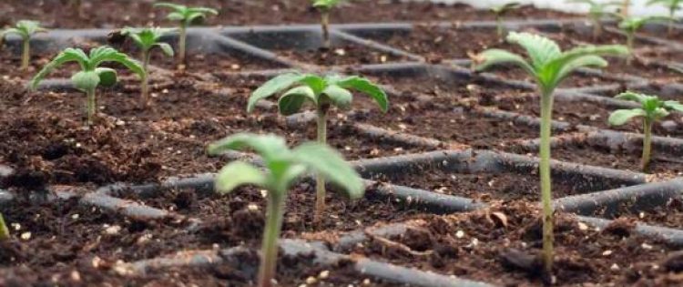 Gobierno autorizó normativa para uso industrial de cannabis en alimentos y textiles