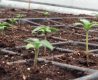 Gobierno autorizó normativa para uso industrial de cannabis en alimentos y textiles